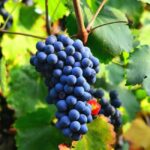 Béziers : Explore the Faugères Vineyards with a Picnic - The Itinerary in Detail