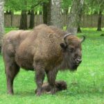 Bialowieza National Park Small Group Tour from Warsaw with Lunch included - FAQs