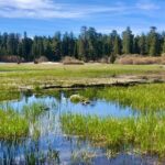 Big Bear Jeep off-road tour with Hike to Bluff Lake Reserve - What to Expect from the Tour