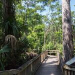 Big Cypress National Preserve Self Guided Driving Audio Tour - Potential Downsides