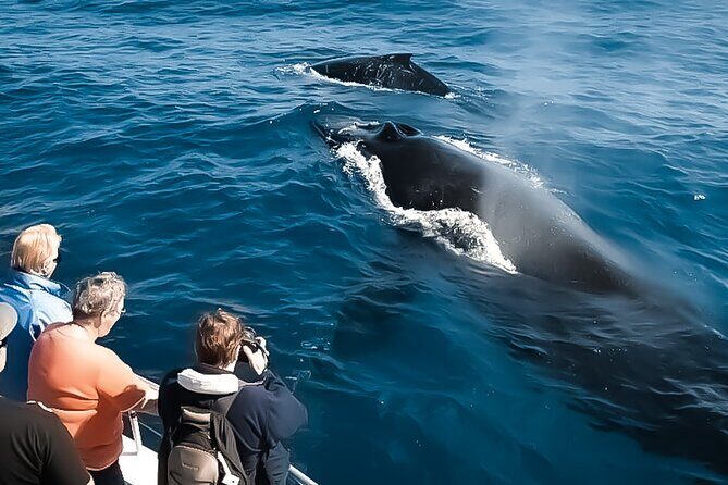 Big Island, Hawaii Whale Watching Tour - Key Points