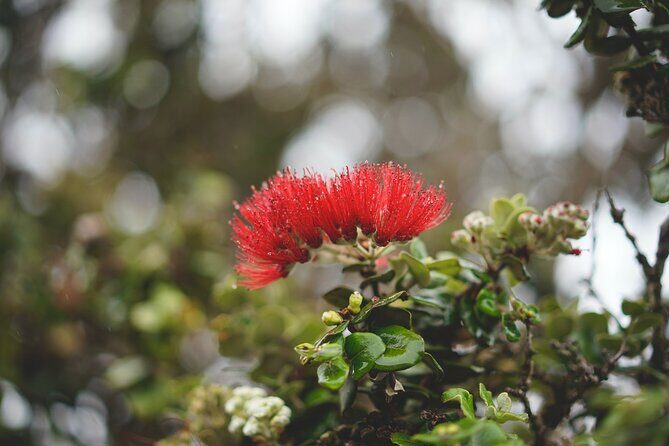 Big Island Tour of East to West - What Our Reviewers Say