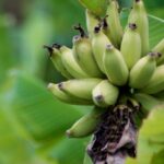 Big Island Waterfall Swim and Hike with Hilo Cruise Ship Pickup - A Detailed Look at What to Expect