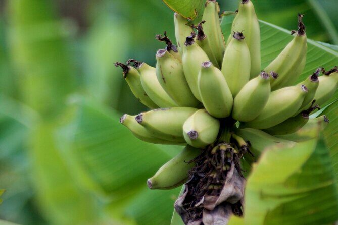 Big Island Waterfall Swim and Hike with Hilo Cruise Ship Pickup - A Detailed Look at What to Expect