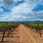 Binissalem: Individual vineyard tour and wine tasting in German - Who Will Love This Tour?