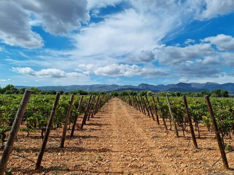 Binissalem: Individual vineyard tour and wine tasting in German - Who Will Love This Tour?