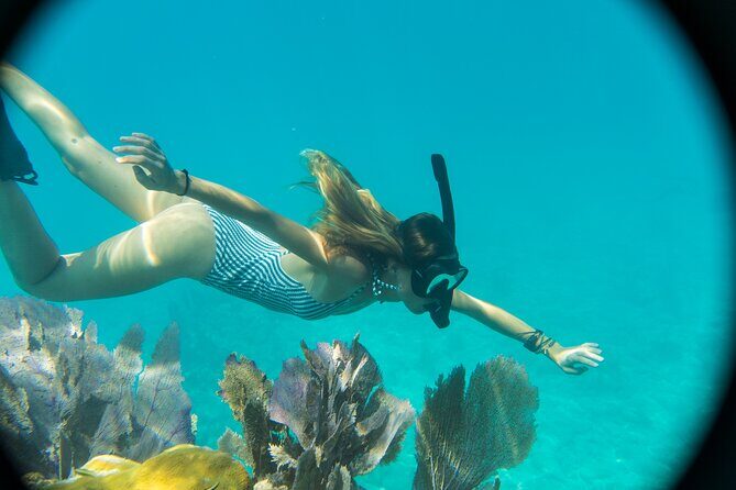 Biologist Owned & Operated: Dolphin Watching & Guided Snorkeling - An In-Depth Look at the Experience