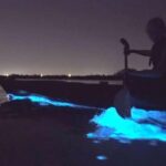 Bioluminescence Tour in Kayak in Holbox Island - What Makes This Tour Special?