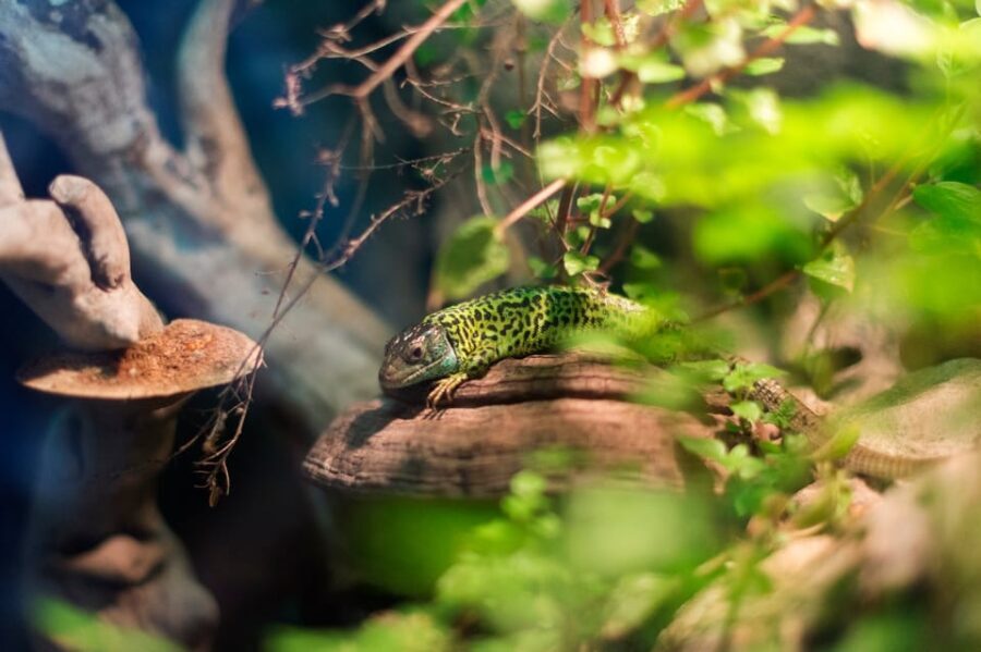 Bioparc Aquarium of Gijon Entry Ticket - What the Visitors Say