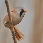 Bird Watching and Photography Private Tour near Constanta - Exploring Dobrogea’s Bird Habitats