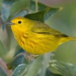 Bird watching ecofriendly tour from Cancun & Riviera Maya - The Pricing and Value Perspective
