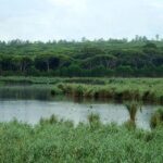 Bird Watching in Albufeira Lagoon - What to Expect During the Birdwatching