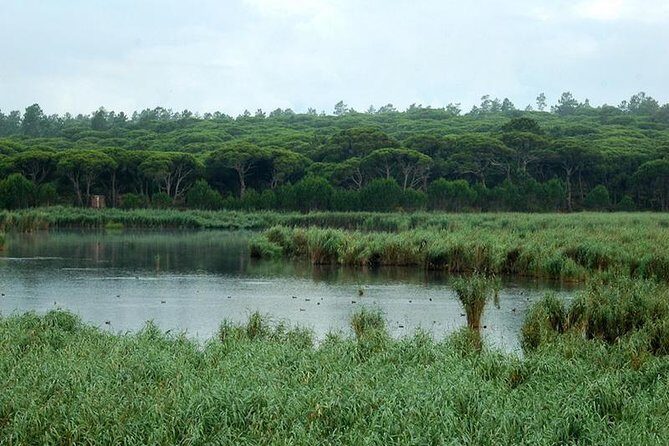 Bird Watching in Albufeira Lagoon - What to Expect During the Birdwatching