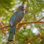 Bird Watching Mazatlán - Birding Tour - Overall Impressions