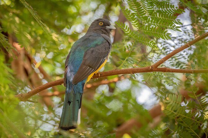 Bird Watching Mazatlán - Birding Tour - Overall Impressions