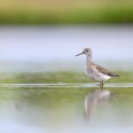 Bird Watching Private Tour in Copenhagen - What’s Included and What’s Not