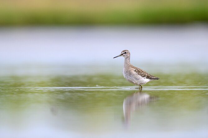 Bird Watching Private Tour in Copenhagen - What’s Included and What’s Not