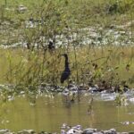 Bird Watching Tour Huatulco HT - The Sum Up