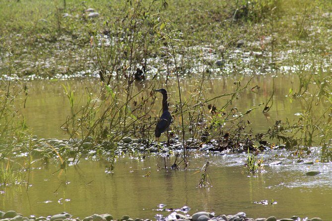 Bird Watching Tour Huatulco HT - The Sum Up