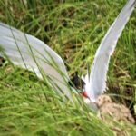 Birding By Boat on the Osprey - The Experience in Detail