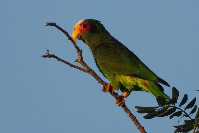 Birds of the Mayan World 1 - What Can You Expect During the Tour?