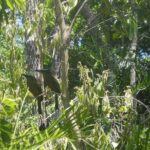 Birds of the Mayan World 2 / Route of the cenotes - The Guides: Knowledge and Friendliness
