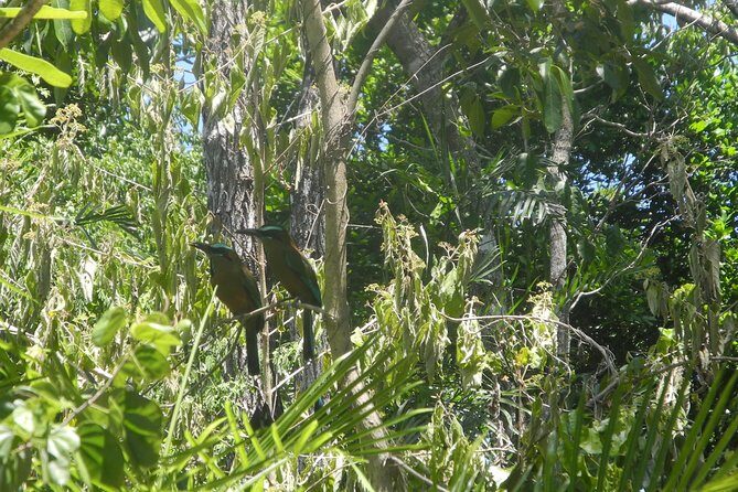 Birds of the Mayan World 2 / Route of the cenotes - The Guides: Knowledge and Friendliness
