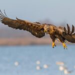 BIRDWATCH - Premium guided canoe tour at Cape Vente, Nemunas Delta Regional Park - Authentic Review Highlights