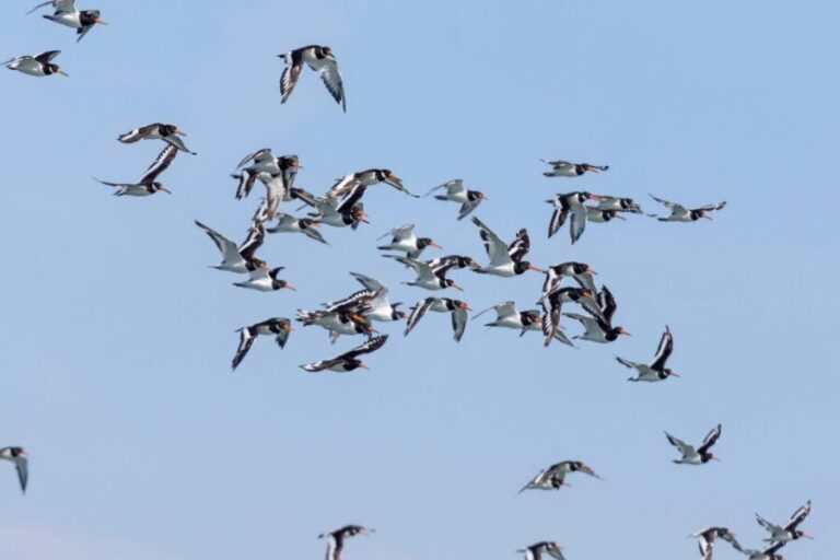 Birdwatching Boat Tour in the Tagus Estuary - The Itinerary and What to Expect