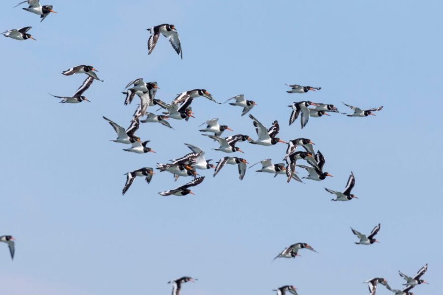 Birdwatching Boat Tour in the Tagus Estuary - The Itinerary and What to Expect