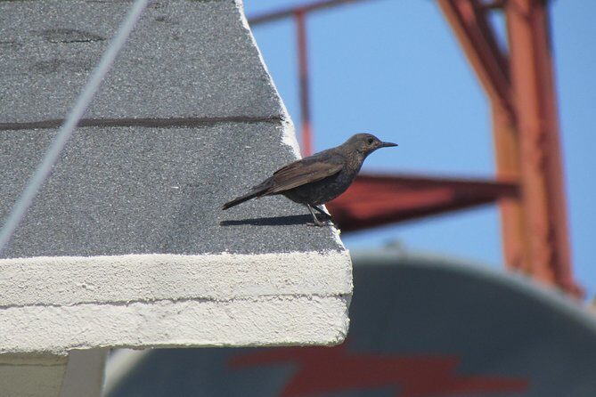 Birdwatching day in the Monchique hills - The Foia Experience: Birding at the Highest Point