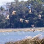 Birdwatching Solar Boat Tour Aveiro Lagon - Key Points