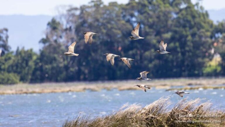 Birdwatching Solar Boat Tour Aveiro Lagon - Key Points
