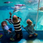 Birmingham: National Sea Life Centre Entrance Ticket - The Highlights in Detail