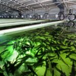 Black Caviar and Sparkling Wine Tour - Price and Value Analysis