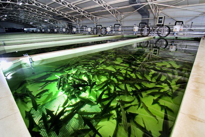 Black Caviar and Sparkling Wine Tour - Price and Value Analysis