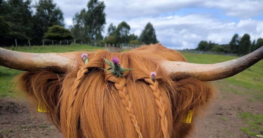 Blairgowrie: Highland Coo Experience at Bowland Trails - The Value of the Experience