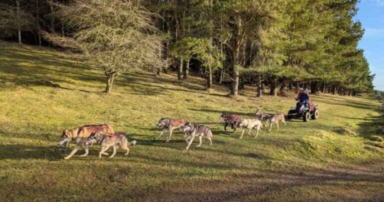 Blairgowrie: Husky Ride and Meet the Pack - The Heart of the Experience: Meeting and Interacting with Huskies