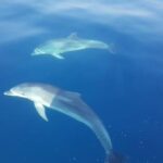 Blue Cave and Hvar Tour from Trogir - Practical Details and What to Expect