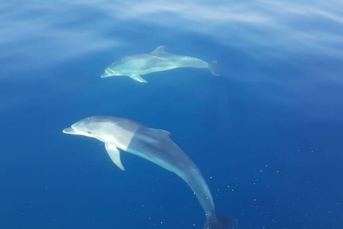 Blue Cave and Hvar Tour from Trogir - Practical Details and What to Expect