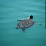 Blue Lagoon Cruise: Waterslide Adventure from Latchi Harbour - Key Points