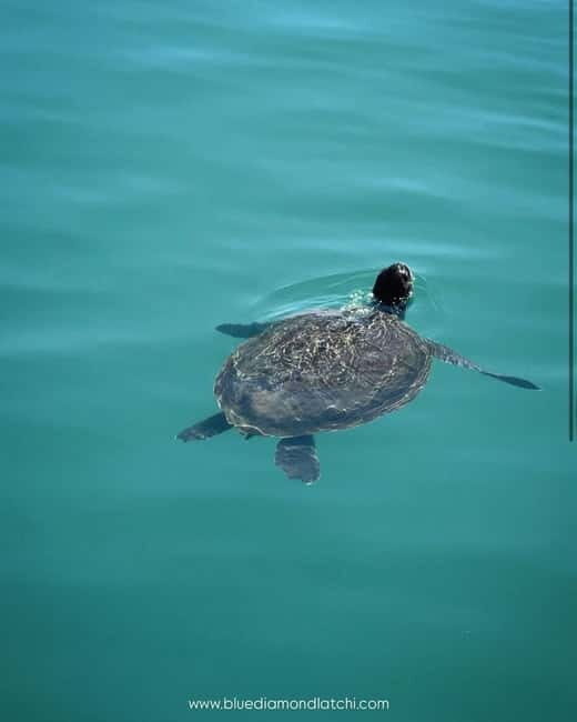 Blue Lagoon Cruise: Waterslide Adventure from Latchi Harbour - Key Points