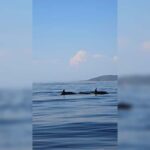 Blue Lagoon, Trogir & iovo - Speedboat Tour from Split - What Makes This Tour Worth Considering