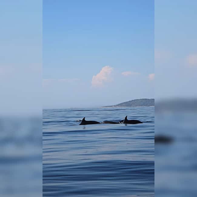 Blue Lagoon, Trogir & iovo - Speedboat Tour from Split - What Makes This Tour Worth Considering