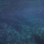 Boat excursion Giardini Naxos Taormina with swimming break - Who Will Love This Tour?