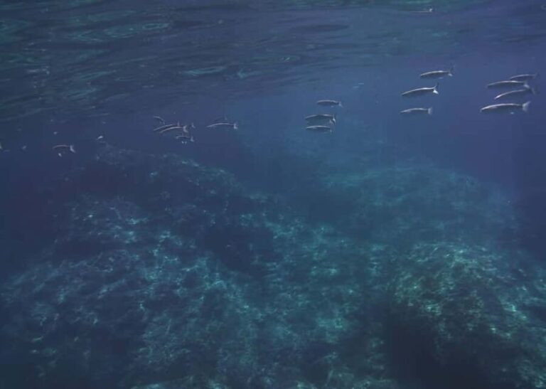 Boat excursion Giardini Naxos Taormina with swimming break - Who Will Love This Tour?