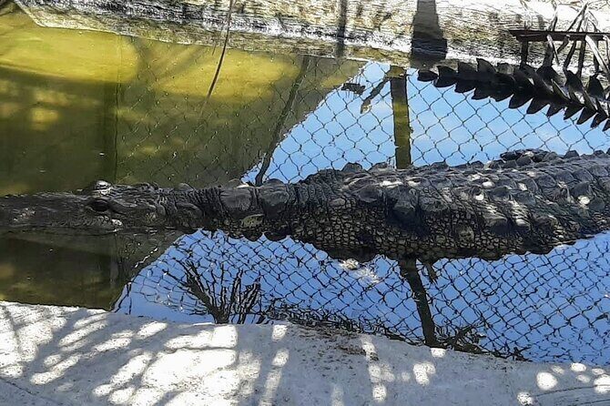 Boat Ride-Gentle Beach Beach Horseback Ride+Lunch-Crocs-Turtles - Practical Details and Considerations