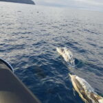 Boat trips to Corvo Island - Final Thoughts: Is This Trip Worth It?