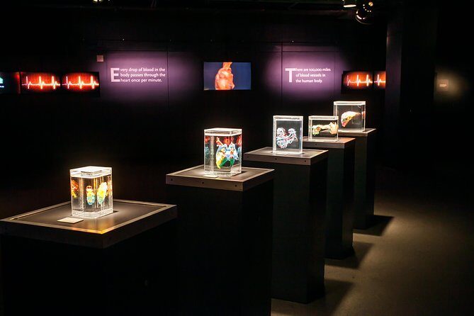 Bodies The Exhibition at the Luxor Hotel and Casino - Final Thoughts