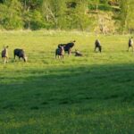 Bodø: Northern Norway Moose Safari - The Itinerary: What to Expect